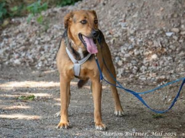 Frieda ist eine freundliche Hündin
