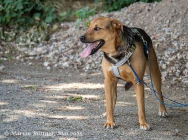 Frieda ist eine freundliche Hündin