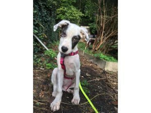 Jona - wartet in 91320 Ebermannstadt