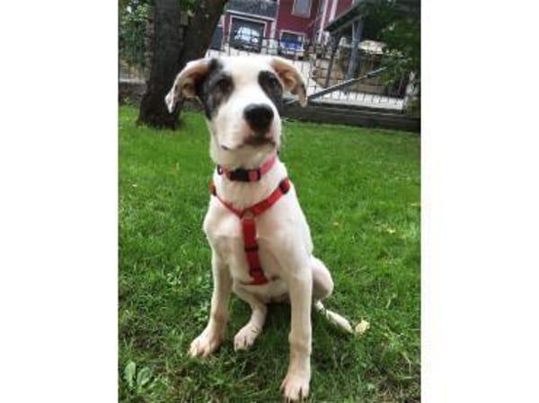 Jona - wartet in 91320 Ebermannstadt