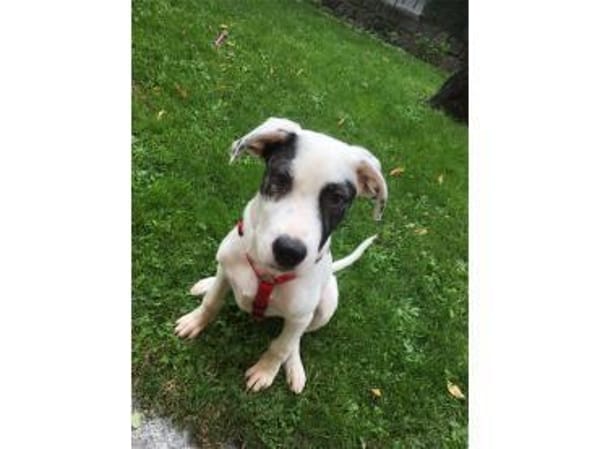 Jona - wartet in 91320 Ebermannstadt