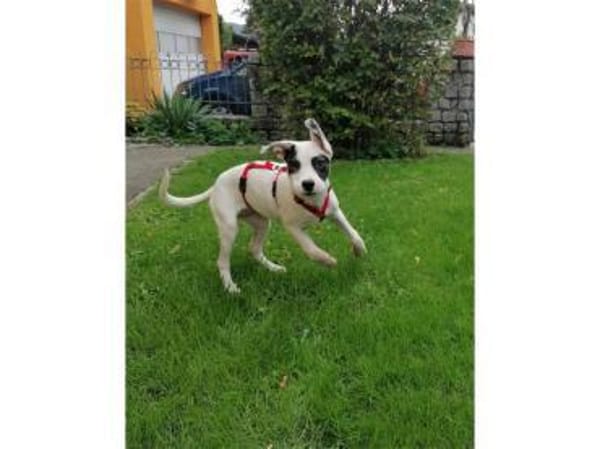 Jona - wartet in 91320 Ebermannstadt