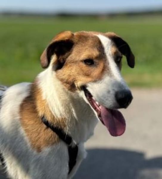 Meyra 62 cm (Pflegestelle)