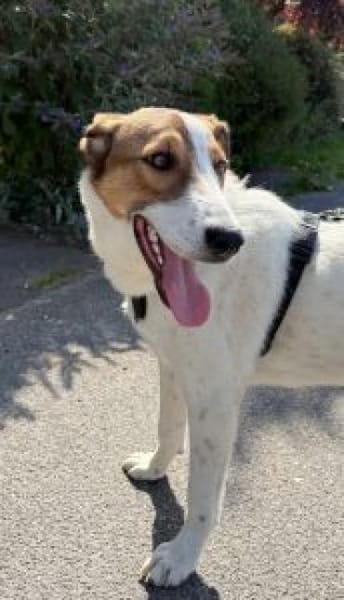 Meyra 62 cm (Pflegestelle)