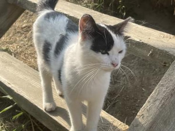 Tabea - sucht Zuhause voller Kuschelzeit