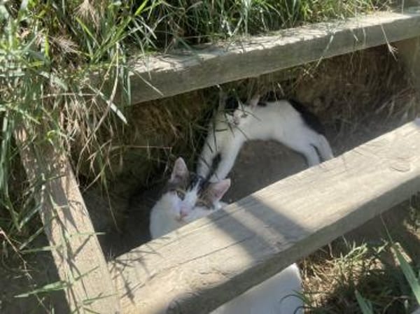 Tabea - sucht Zuhause voller Kuschelzeit