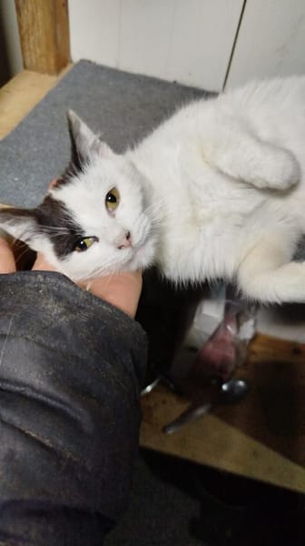 Tabea - sucht Zuhause voller Kuschelzeit