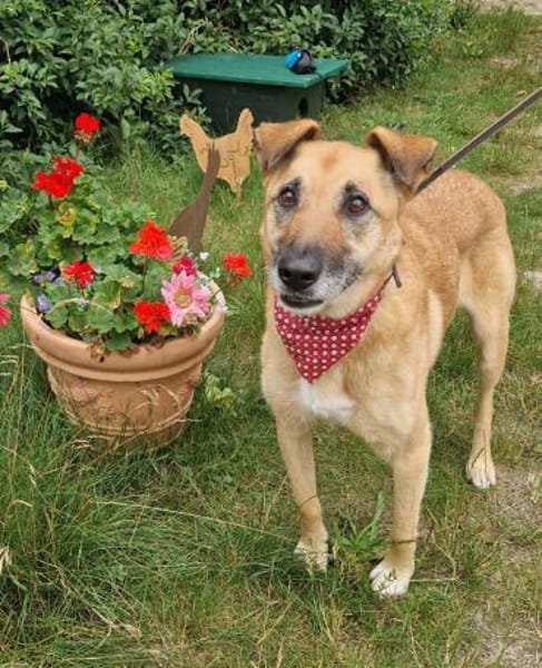 Freundliche,hübsche Elsa