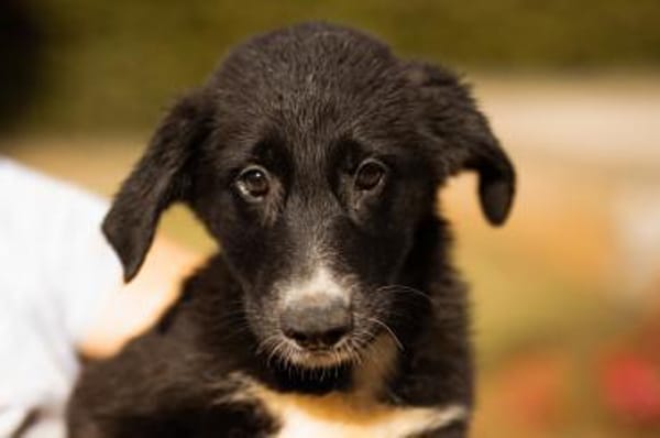 Schäfi-Mix-Welpin♥Eliana♥ 30625 Hannover