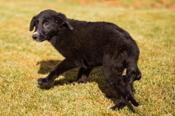 Schäfi-Mix-Welpin♥Eliana♥ 30625 Hannover