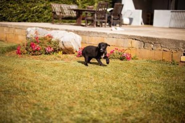 Schäfi-Mix-Welpin♥Eliana♥ 30625 Hannover