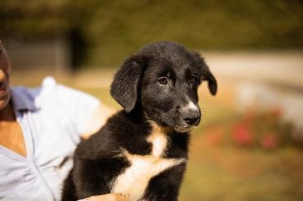 Schäfi-Mix-Welpin♥Eliana♥ 30625 Hannover