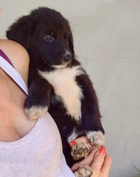 Schäfi-Mix-Welpin♥Eliana♥ 30625 Hannover