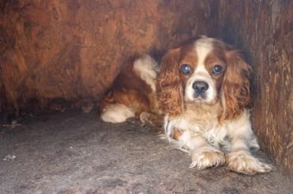 Spanko, schüchterner Cavalier Rüde