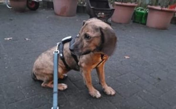 Wer lockt Tabby aus ihrem Schneckenhaus?