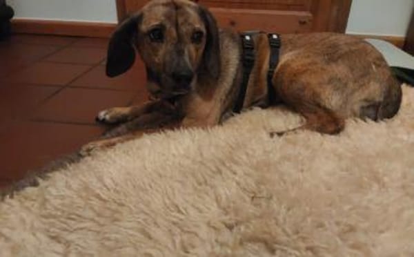 Wer lockt Tabby aus ihrem Schneckenhaus?