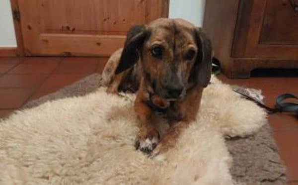 Wer lockt Tabby aus ihrem Schneckenhaus?