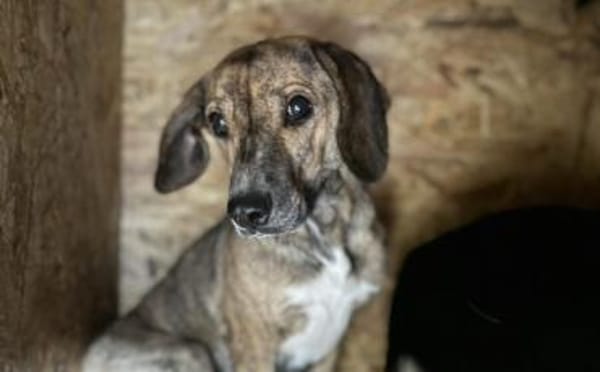 Wer lockt Tabby aus ihrem Schneckenhaus?