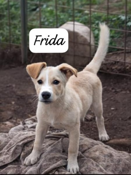 Frida  lernwillig und aufgeweckt