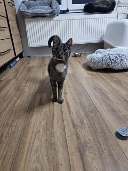 Kokko- Sucht bevorzugt Einzelplatz