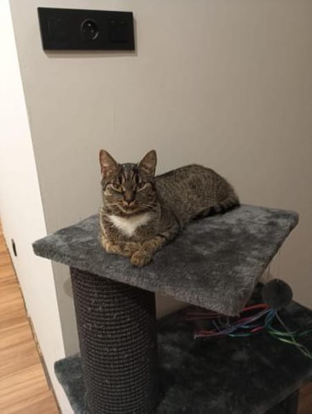 Kokko- Sucht bevorzugt Einzelplatz