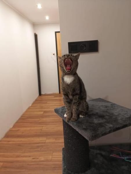 Kokko- Sucht bevorzugt Einzelplatz