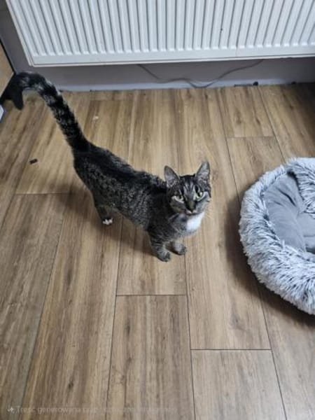 Kokko- Sucht bevorzugt Einzelplatz