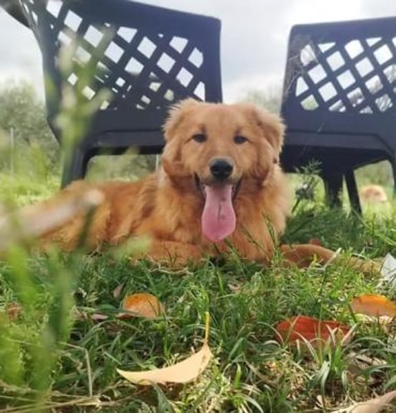 BIONDO 💙💙💙 wünscht sich ein Zuhause