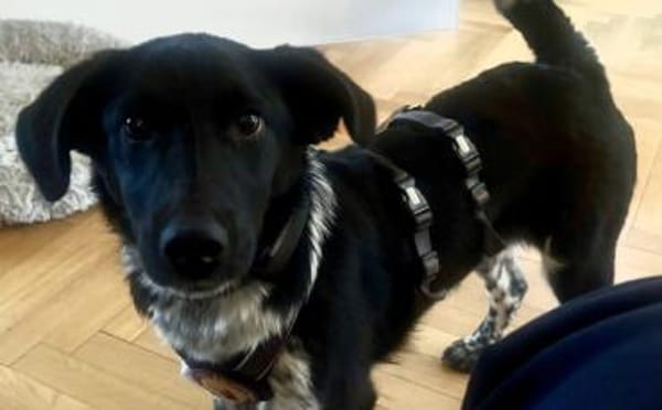 Frohnatur Amelie möchte bei dir einziehn