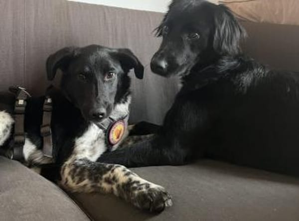 Frohnatur Amelie möchte bei dir einziehn