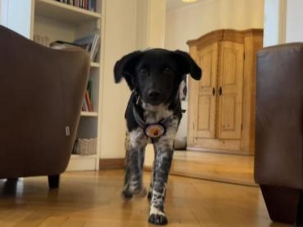 Frohnatur Amelie möchte bei dir einziehn