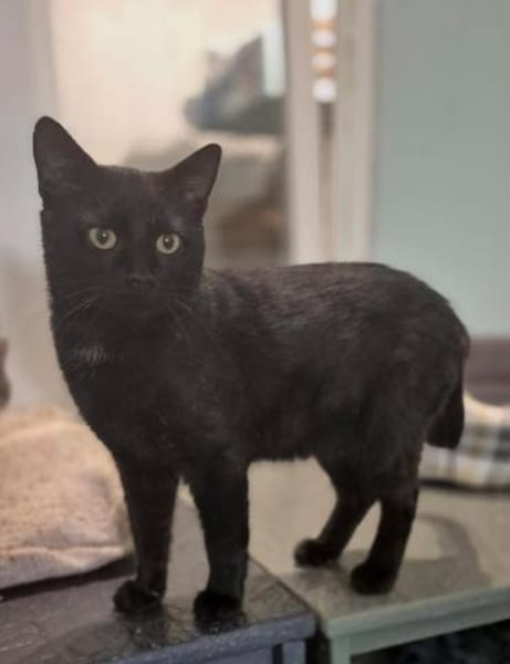 Michael- sanfter Kater sucht Zuhause