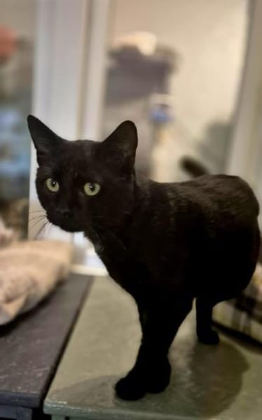 Michael- sanfter Kater sucht Zuhause