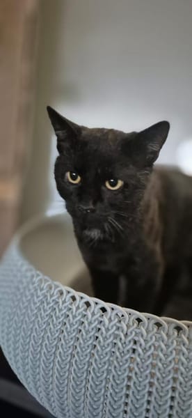 Michael- sanfter Kater sucht Zuhause