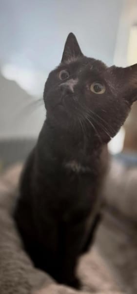 Michael- sanfter Kater sucht Zuhause