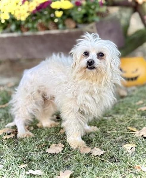 Bienke  in 82140 Olching +Anfragestopp+