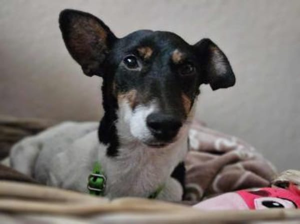 Marcella ist sportlich und schlau