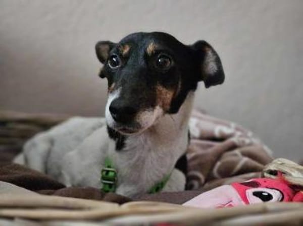 Marcella ist sportlich und schlau