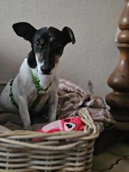 Marcella ist sportlich und schlau