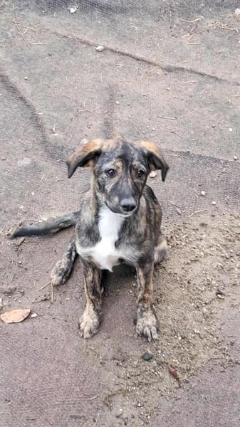 Lara, zartes Hundemädchen sucht Liebe