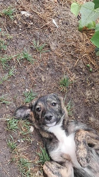 Lara, zartes Hundemädchen sucht Liebe