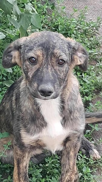 Lara, zartes Hundemädchen sucht Liebe