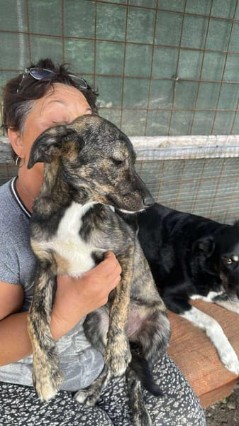 Lara, zartes Hundemädchen sucht Liebe