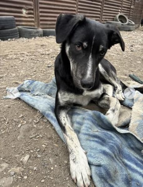 Clover ist anhänglich & harmonisch