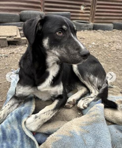 Clover ist anhänglich & harmonisch
