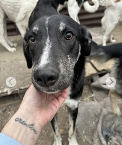 Clover ist anhänglich & harmonisch