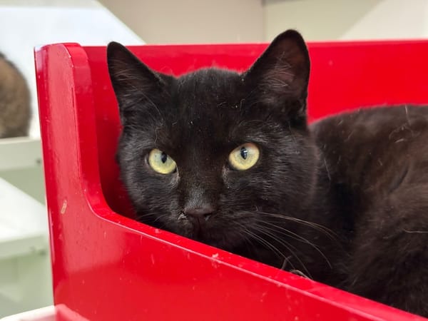 Baltazar (réservé)