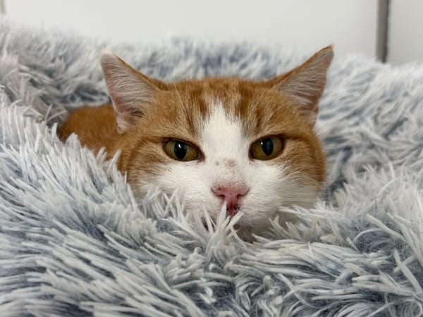 OURSULA (réservée)