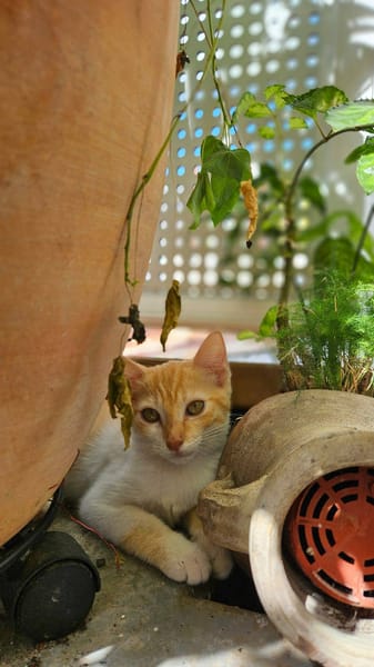 🐾  Bennington, femelle X européen née le 05/09/2025 🐱