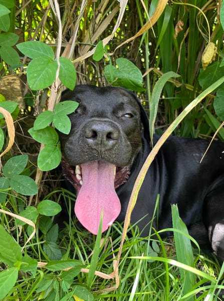 Tito, mâle croisé berger, né le 10/02/2022 🐶